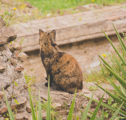 largo argentina kissojen aukio