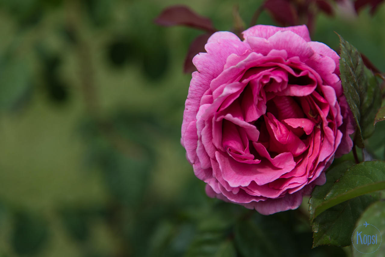 nahtavyydet rooma roseto comunale rooman ruusutarha