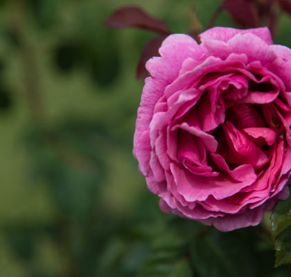 rooman nähtävyydet roseto comunale