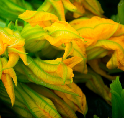 fiori di zucchini
