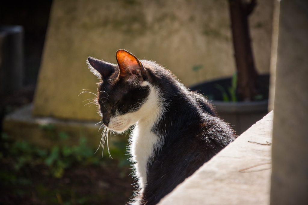 Protestanttinen hautausmaa kissat roomassa